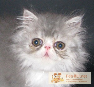 Фото 1/1. Продается персидский котик, 3 месяца
