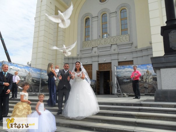 Фото 9. Белые голуби для свадьбы