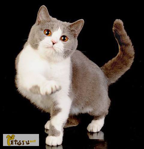 Британская кошка Тэсси, окрас голубой биколор