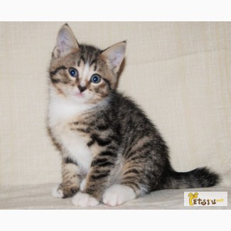 Крошка Тёмочка, маленький полосатый котенок, метис курильского бобтейла, в дар