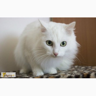 Кошка: белая и пушистая в Тюмени