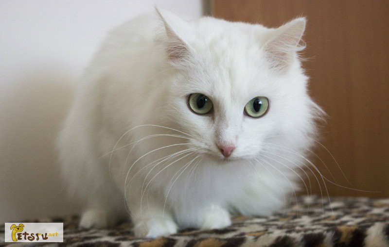 Кошка: белая и пушистая в Тюмени