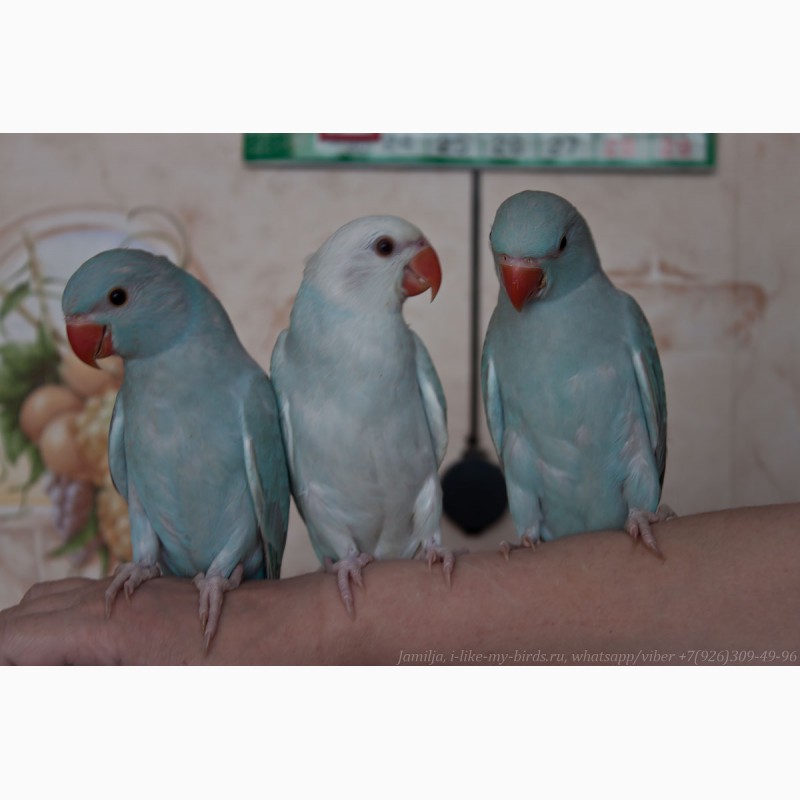 Фото 2/4. Ожереловый попугай ручные птенцы выкормыши