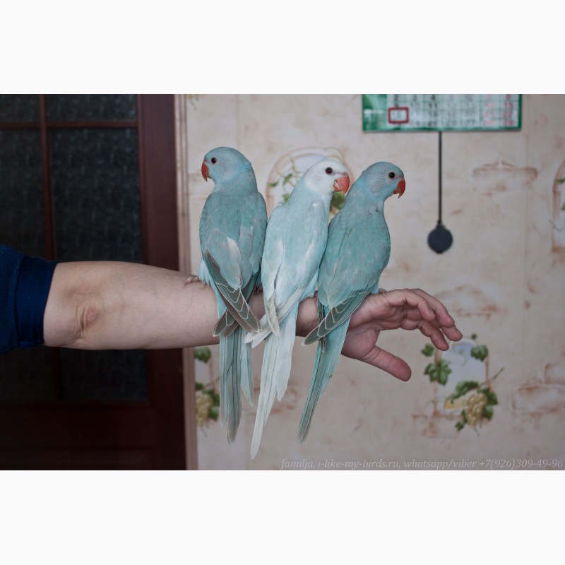 Фото 3. Ожереловый попугай ручные птенцы выкормыши