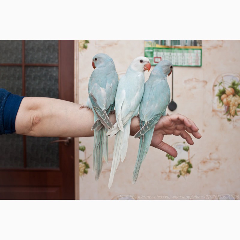 Фото 4. Ожереловый попугай ручные птенцы выкормыши