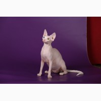 Котёнок с уникальным характером-Эльф, бамбино, сфинкс