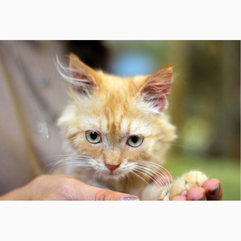 Фото 7. Котёнок Фантазия яркая девочка в добрые руки