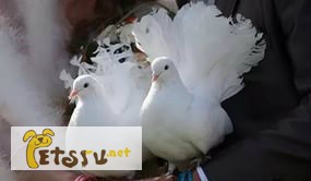 Фото 1/1. Белые голуби в Санкт-Петербурге