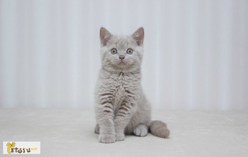 Фото 1/1. Британские котята. Питомник Ellinweiss в Новосибирске