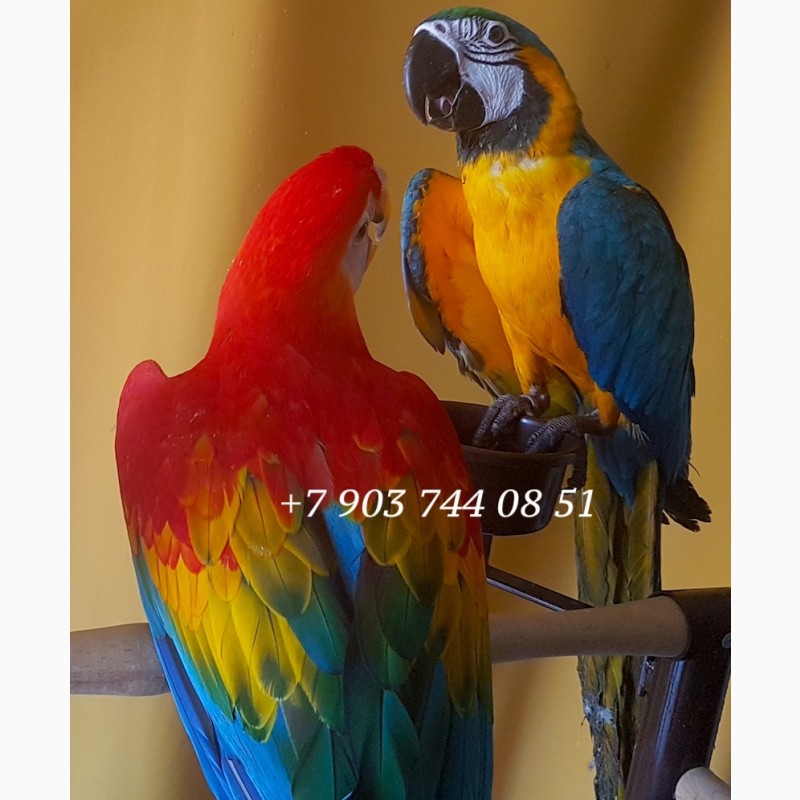 Ручные птенцы попугаев ара, какаду, жако, амазон из питомника
