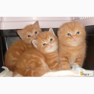 Scottish fold kittens (SFS d22) за рубежом