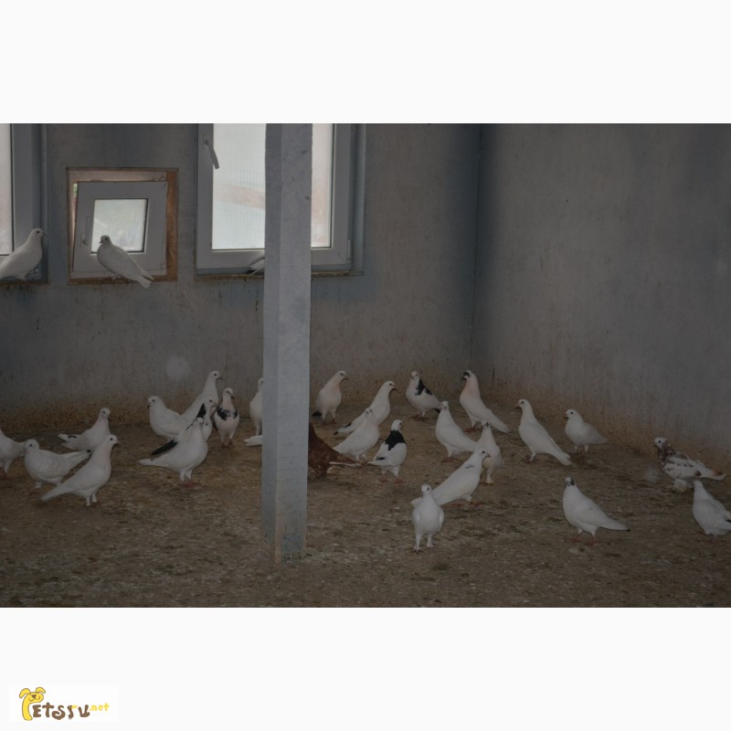 Фото 2. Продам голубей : узбекские, американцы, бакинцы