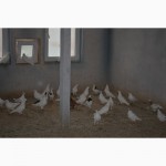 Продам голубей : узбекские, американцы, бакинцы