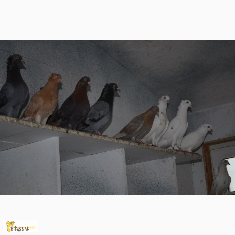 Фото 3. Продам голубей : узбекские, американцы, бакинцы