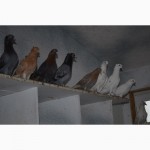 Продам голубей : узбекские, американцы, бакинцы