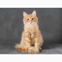 Сибирский котенок с отличной родословной