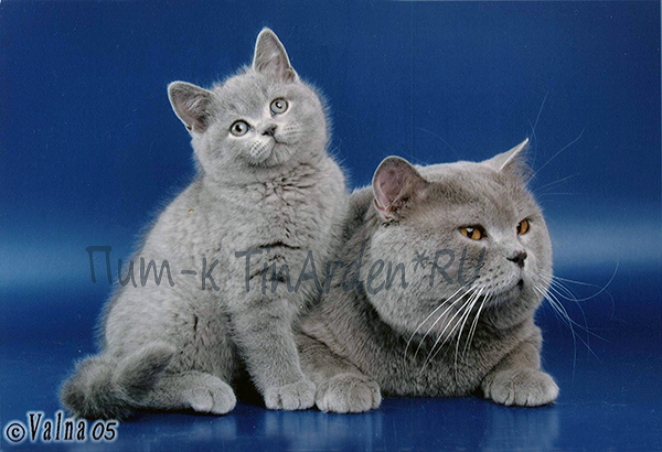Фото 2/2. Британские котята голубого окраса в питомнике
