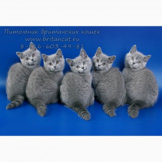 Британские котята голубого окраса в питомнике