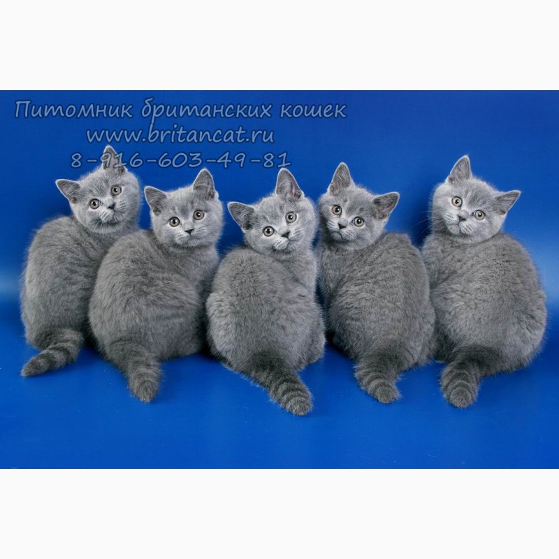Фото 1/2. Британские котята голубого окраса в питомнике