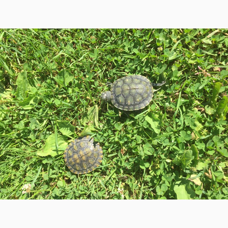 Фото 2. Красноухие черепахи