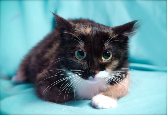 Фото 3. Котёнок Агата - яркая трёхцветка в дар