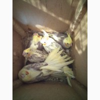 Продам домашних волнистых попугаев и корелла
