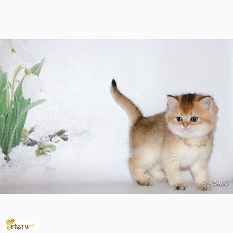 Фото 1/1. Британские котята золотых окрасов