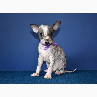 Шикарные щеночки мини-мексиканская голая собака