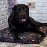 Лежак для собак - Чёрный с яркими звёздами