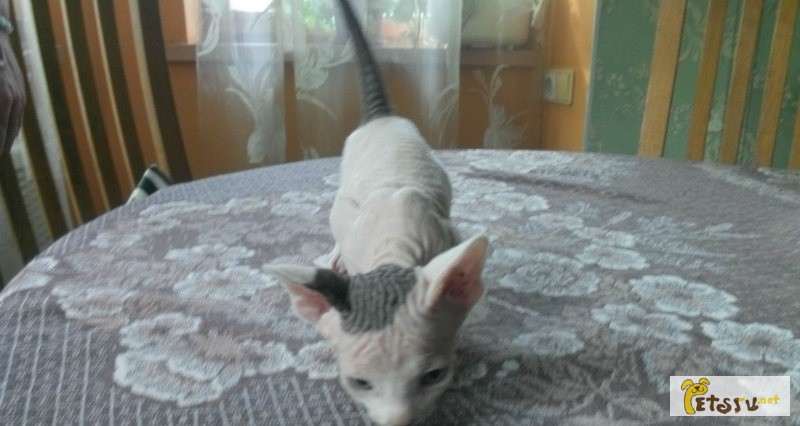 Продам котят породы сфинкс (лысая кошка) в Кемерово