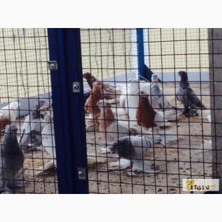 Продаю узбекских голубей