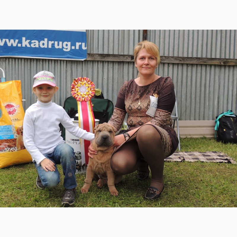 Фото 7. Шикарный щенок шарпея - победитель Бэста бэби из старейшего питомника Москвы