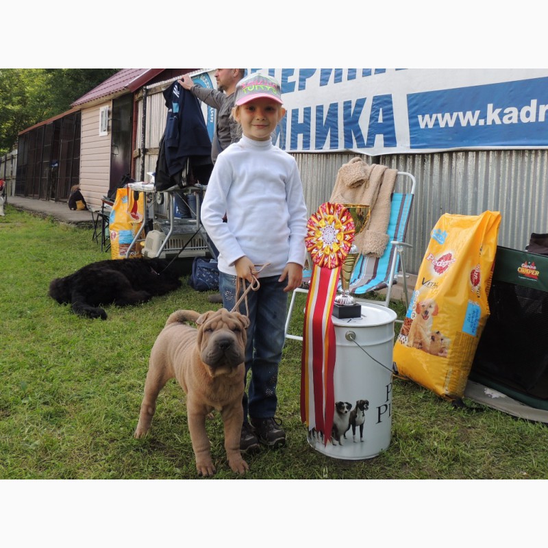 Фото 8. Шикарный щенок шарпея - победитель Бэста бэби из старейшего питомника Москвы