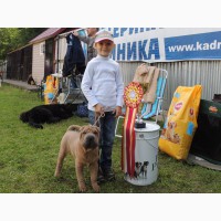 Шикарный щенок шарпея - победитель Бэста бэби из старейшего питомника Москвы