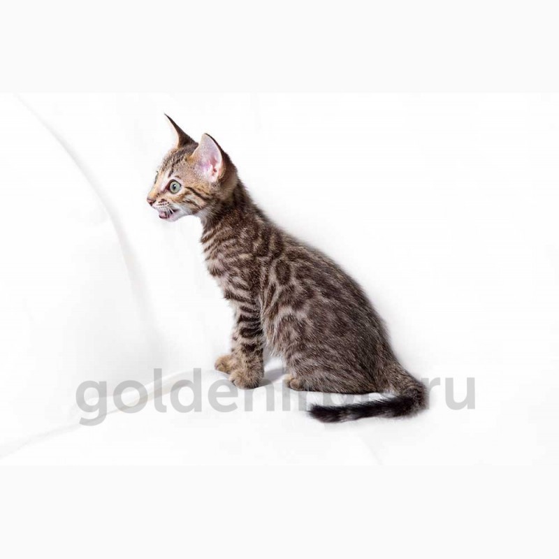 Ручные леопардовые котята Саванна ф5