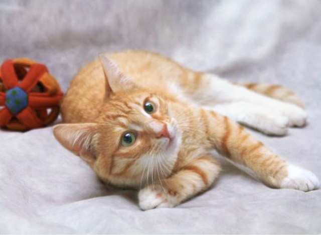 Фото 3. Кот Чупачупс - рыжий обнимательный котик в дар