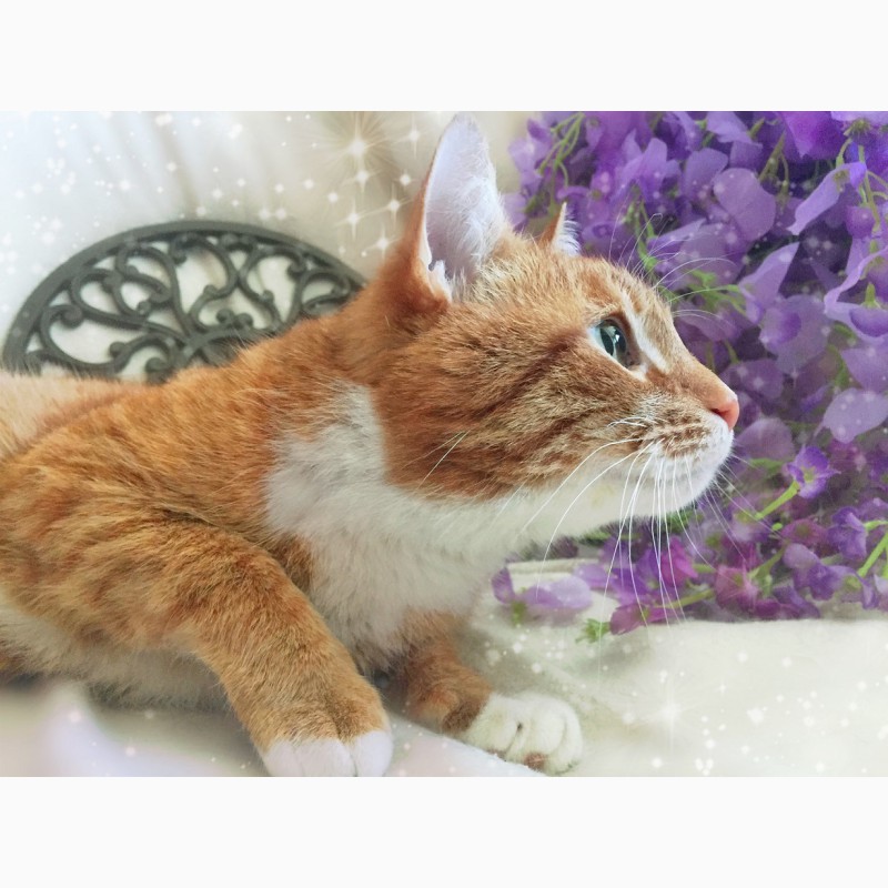 Фото 4. Кот Чупачупс - рыжий обнимательный котик в дар