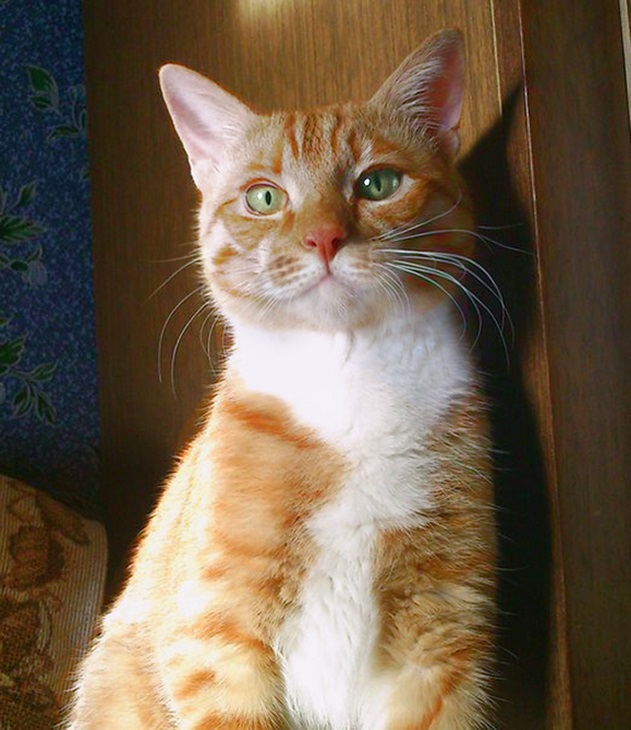 Фото 5. Кот Чупачупс - рыжий обнимательный котик в дар