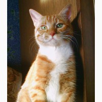 Кот Чупачупс - рыжий обнимательный котик в дар