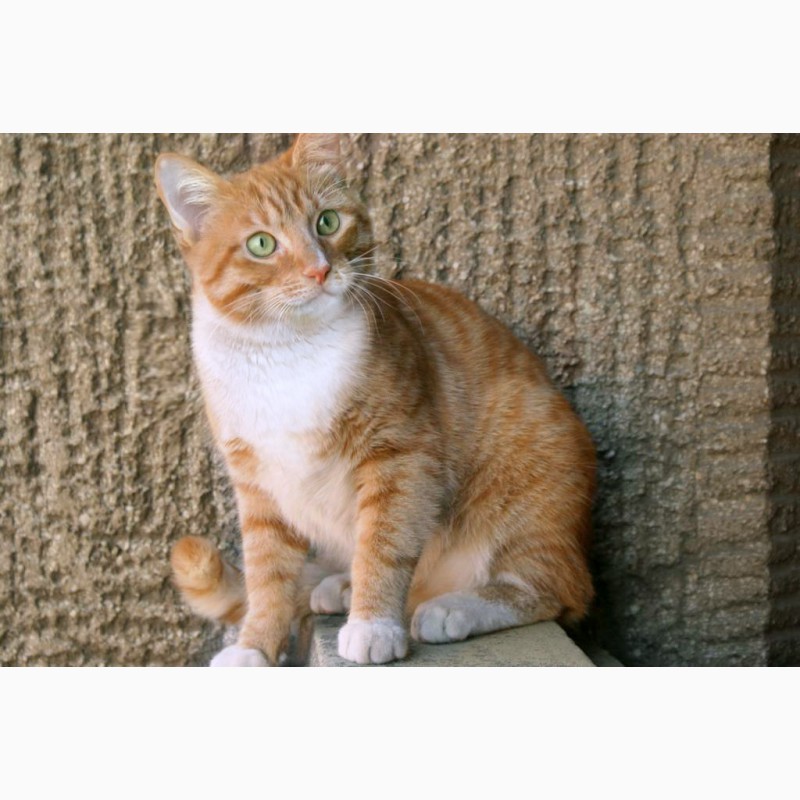 Фото 6. Кот Чупачупс - рыжий обнимательный котик в дар