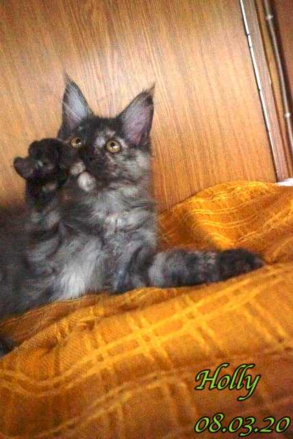 Holly Maine Coon