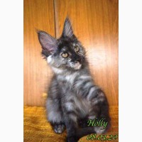 Holly Maine Coon