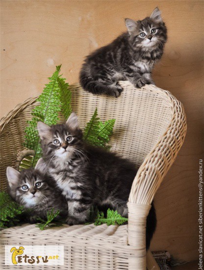 Фото 1/1. Сибирские котята - традиционные клубные ребята