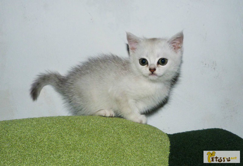 Фото 1/1. Британские котята драгоценного окраса в Тюмени