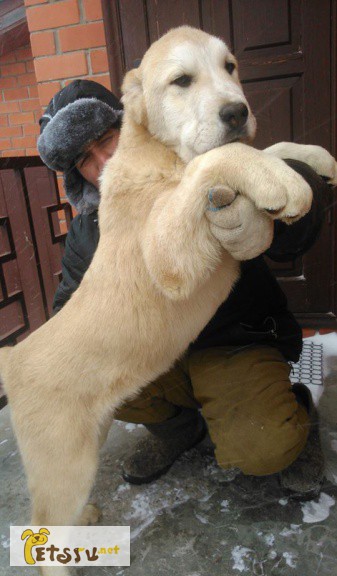 Среднеазиатской овчарки щенков в Москве