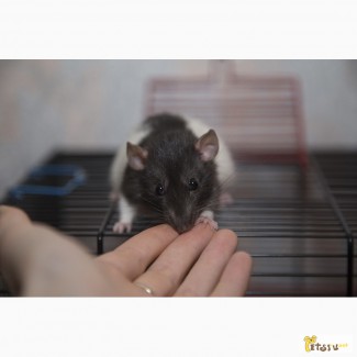 Крысята дамбо 3 месяца мальчики