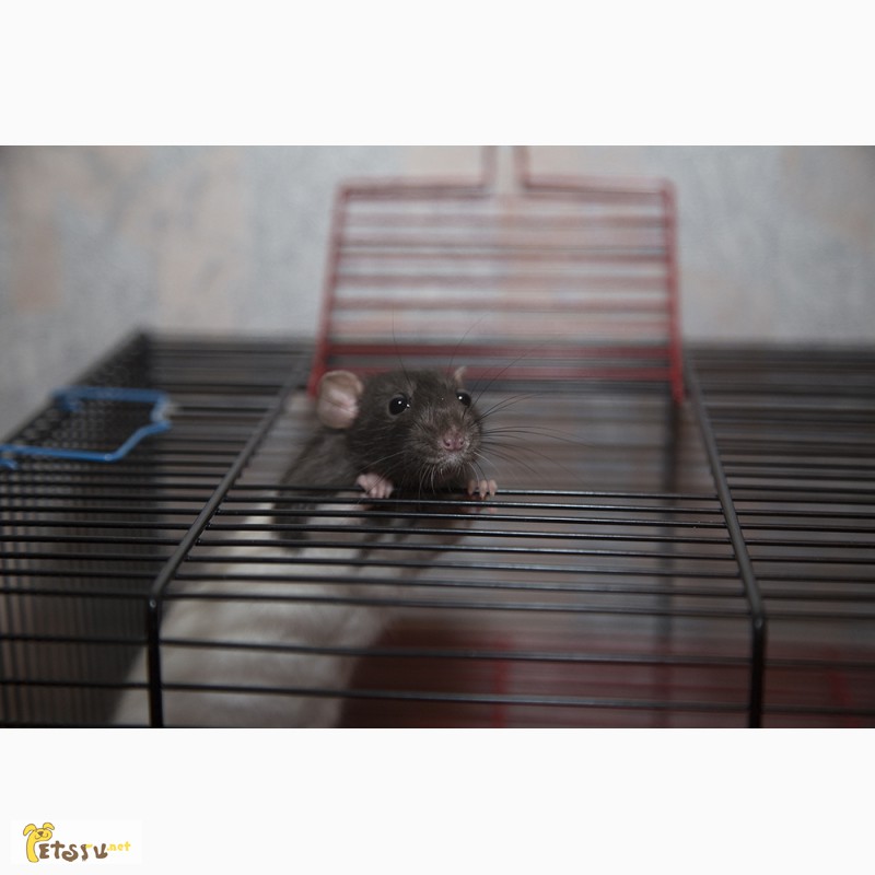 Фото 2. Крысята дамбо 3 месяца мальчики