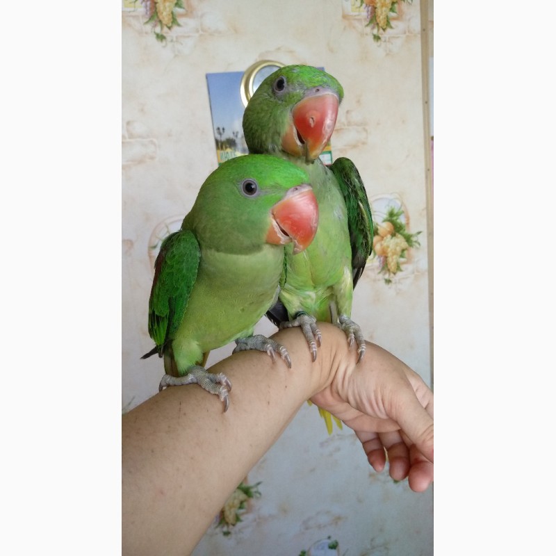 Фото 2. Александрийский попугай птенцы выкормыши