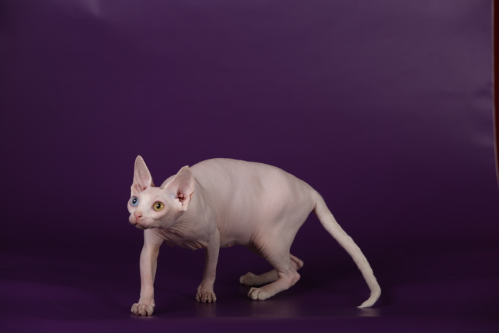 Фото 11. Смешной, симпатичный котёнок породы Эльф, бамбино, канадский сфинкс