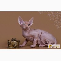 Смешной, симпатичный котёнок породы Эльф, бамбино, канадский сфинкс